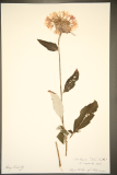 Centaurea 'John Coutts' RCPGdnHerbarium (191).JPG